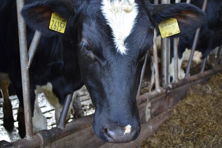 Melkveehouderij Apeldoorn