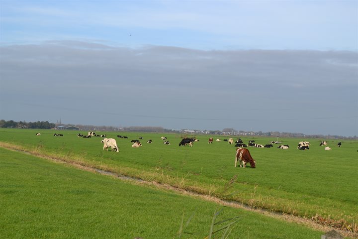 Melkveehouderij Apeldoorn